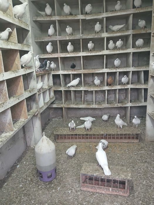 Sprzedam gołębie