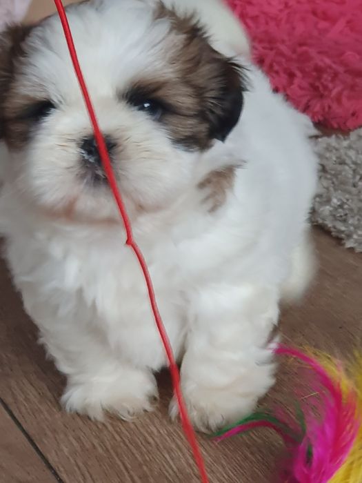 Shih tzu ,/Urocze clppaki
