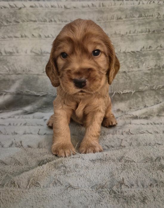 Cocer spaniel angielski