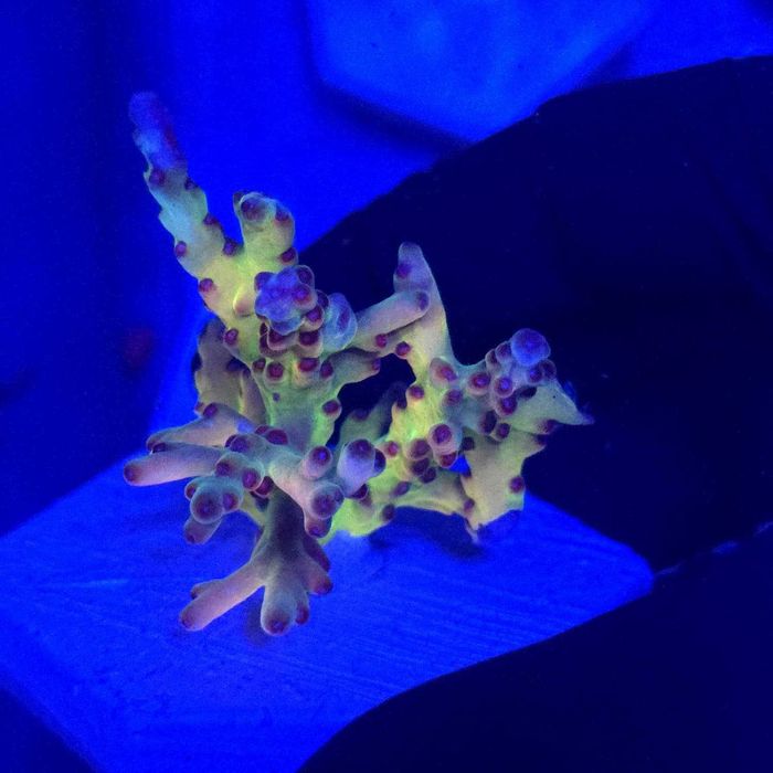 Acropora Yoda Fingers Frag