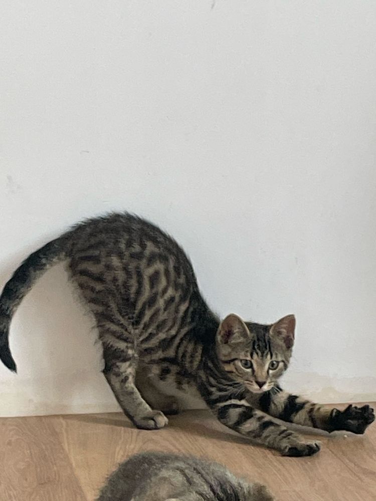 Mały kot, kocurek do adopcji