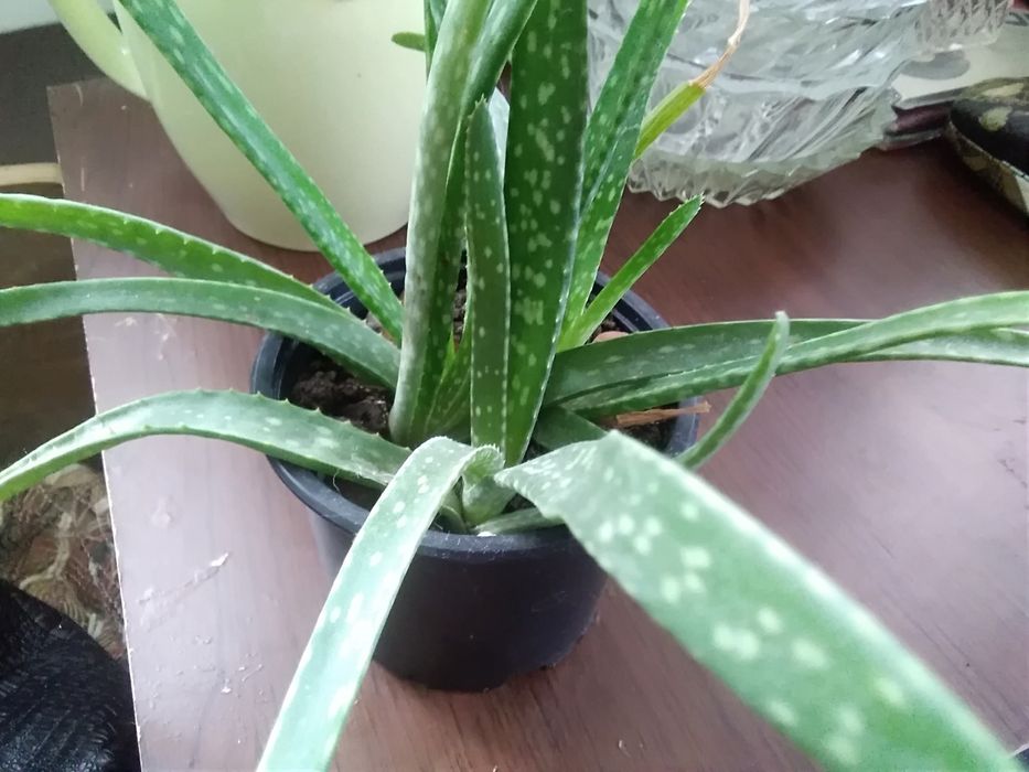 .Рэо. Кактусы, суккуленты.