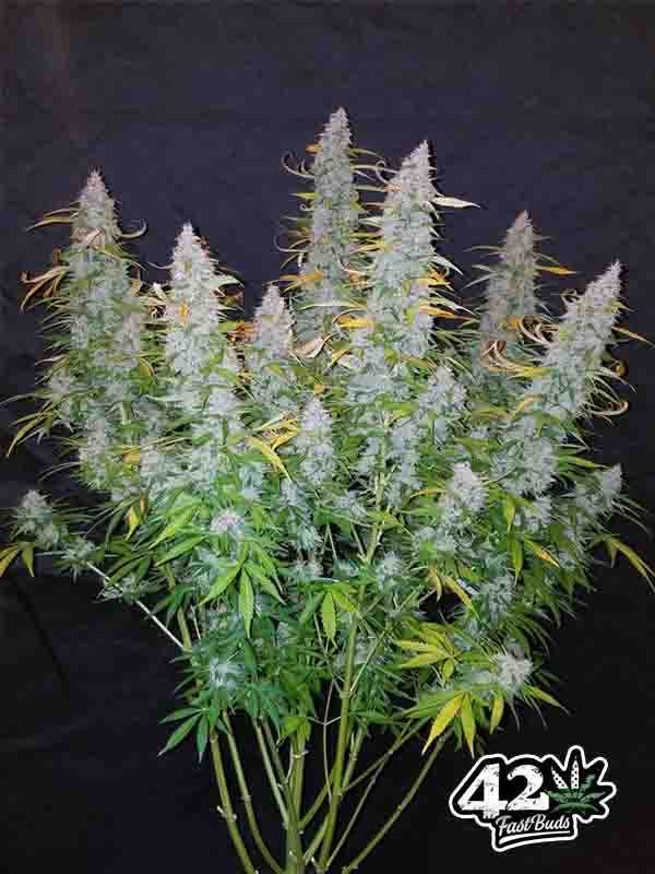 Nasiona marihuany fem Californian Snow Auto / Fast Buds 3 sztuki