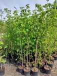 Dereń  cornus kousa var. Chinesis 180cm