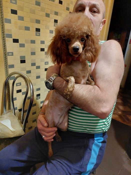 Цуценята той-пудель