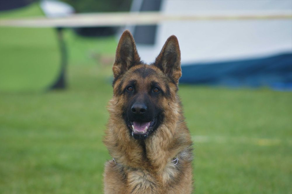 Owczarek  Niemiecki  InterChampion Reproduktor Krycie FCI/ZKWP