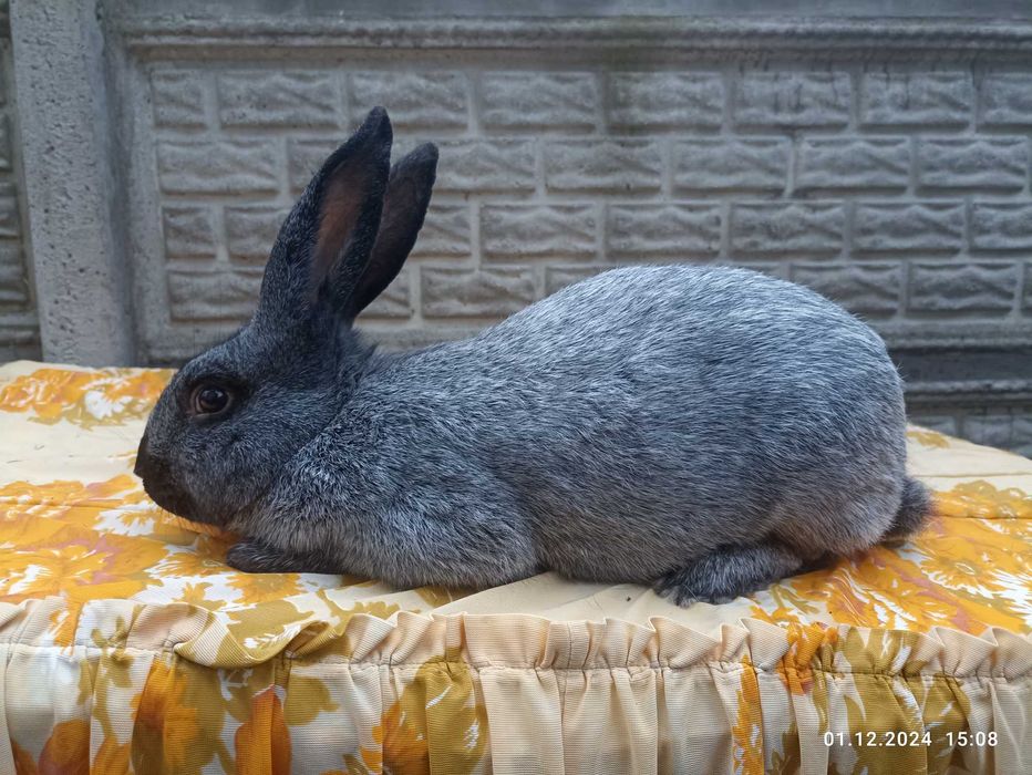 Продам кролі, кролики Полтавське срібло