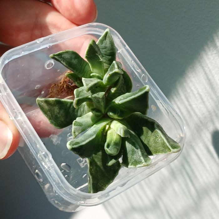 Фаукарія.Faukaria.з діткою.