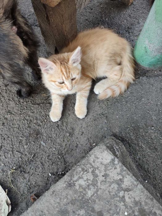 Віддам в хороші руки