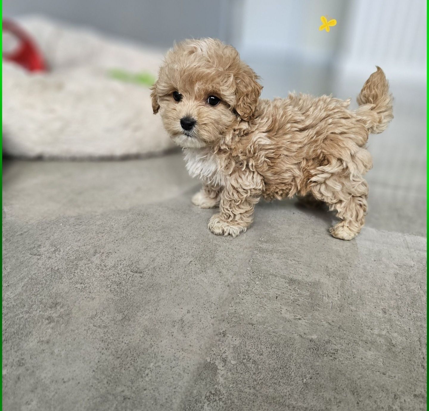Maltipoo Maleńki Pudelkowy Chłopczyk
