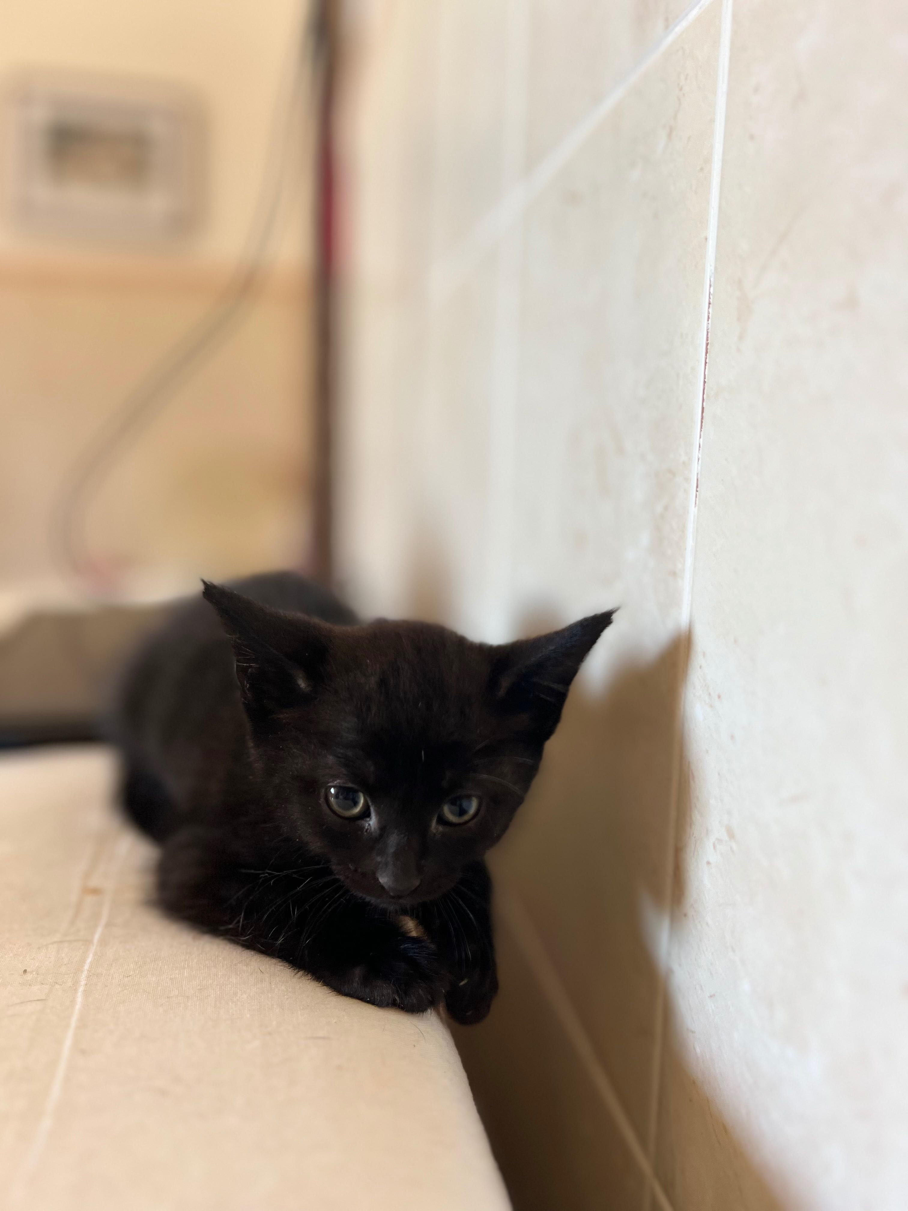 Gatinhos para adoção