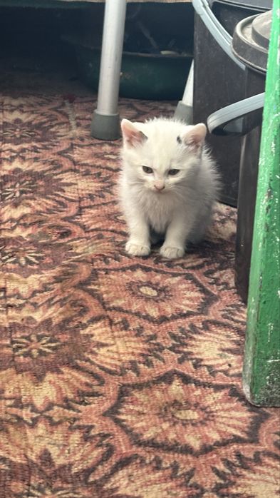 Кошенятка в добрі руки