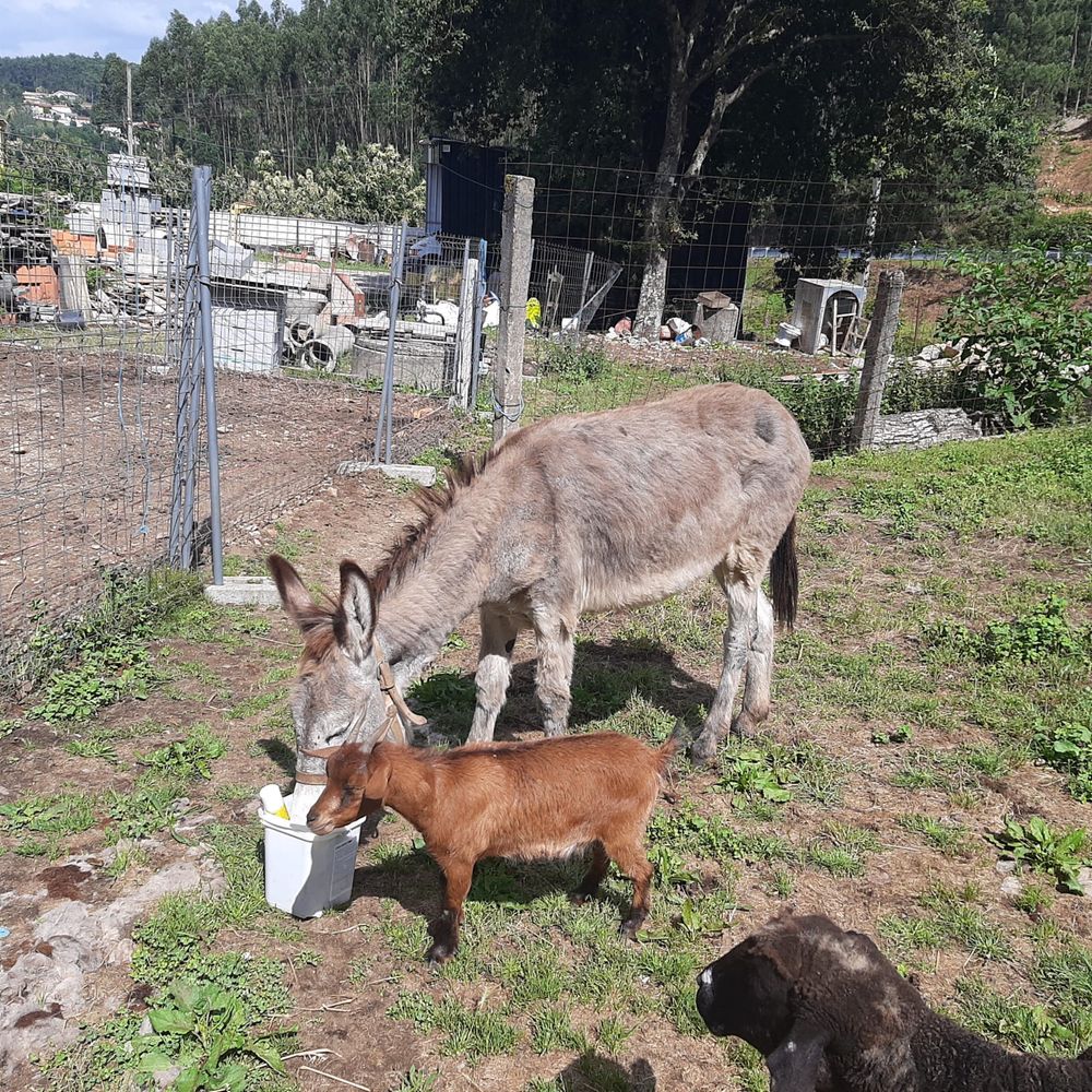 Burro raça Graciosa