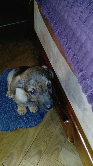 Відділ в добрі руки цуценя такси