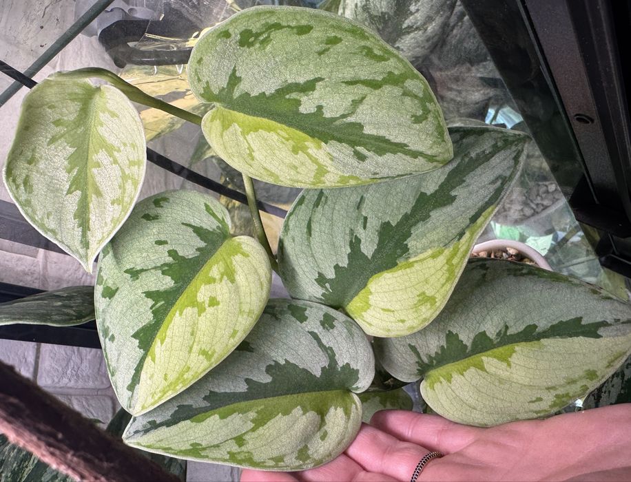 Scindapsus Yupa - pędówka