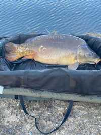 Karp na łowisko 7 - 12 kg