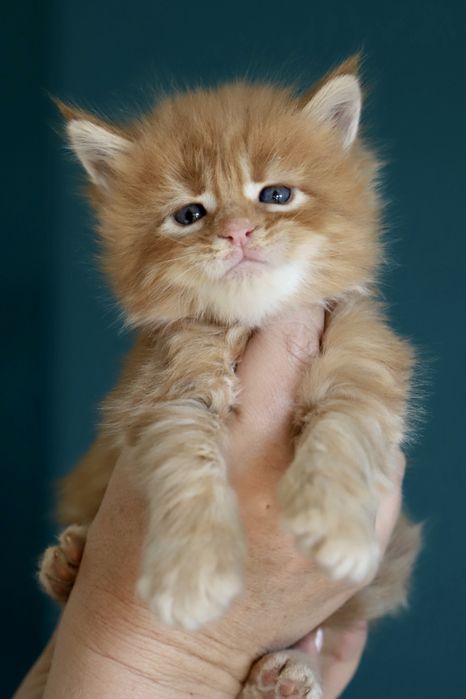 Cudna ruda pręgowana kotka maine coon!!