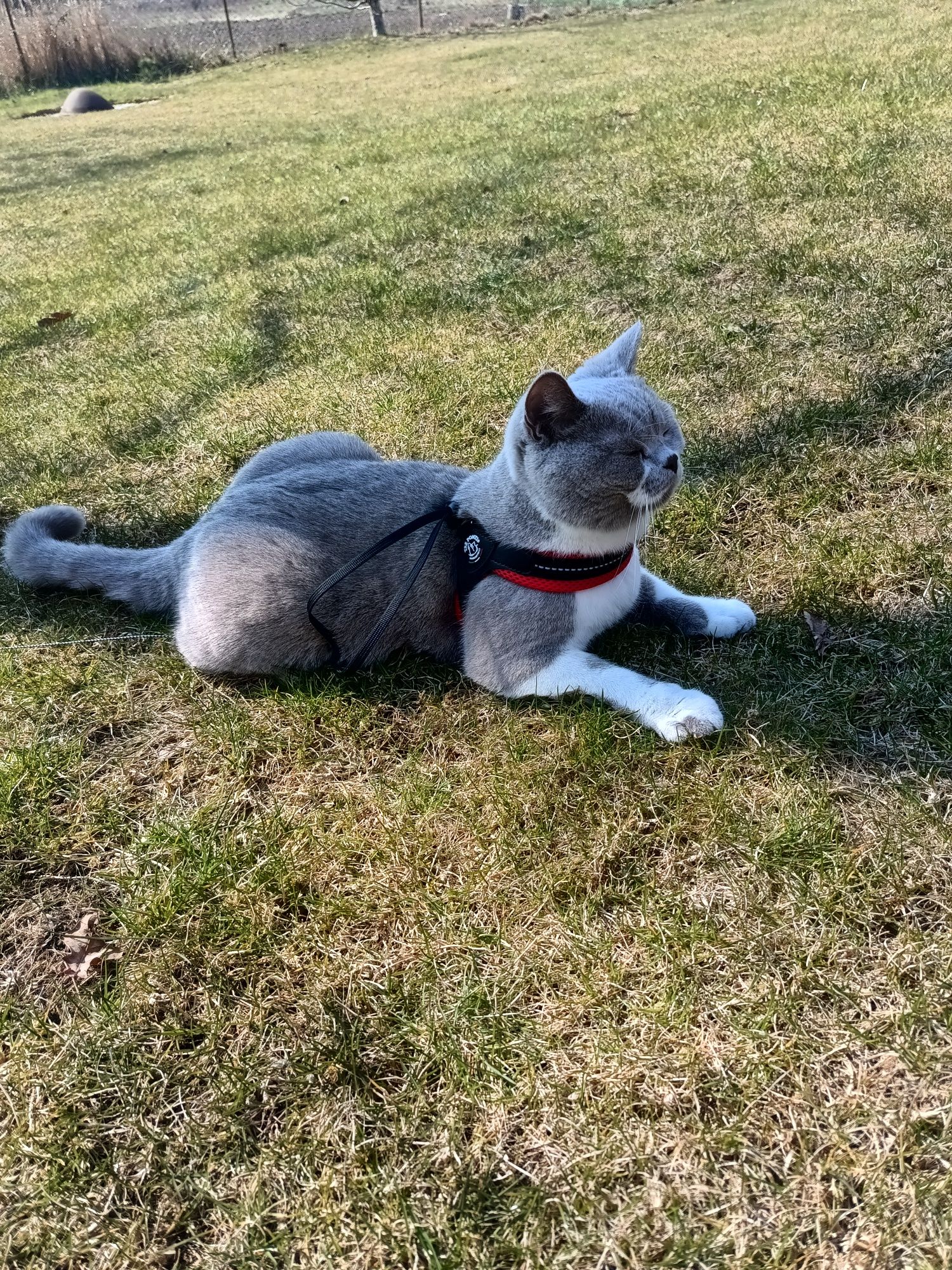 Szelki na plecy dla kota lub małego psa