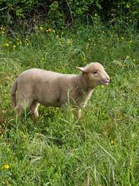 Vendo borrego macho