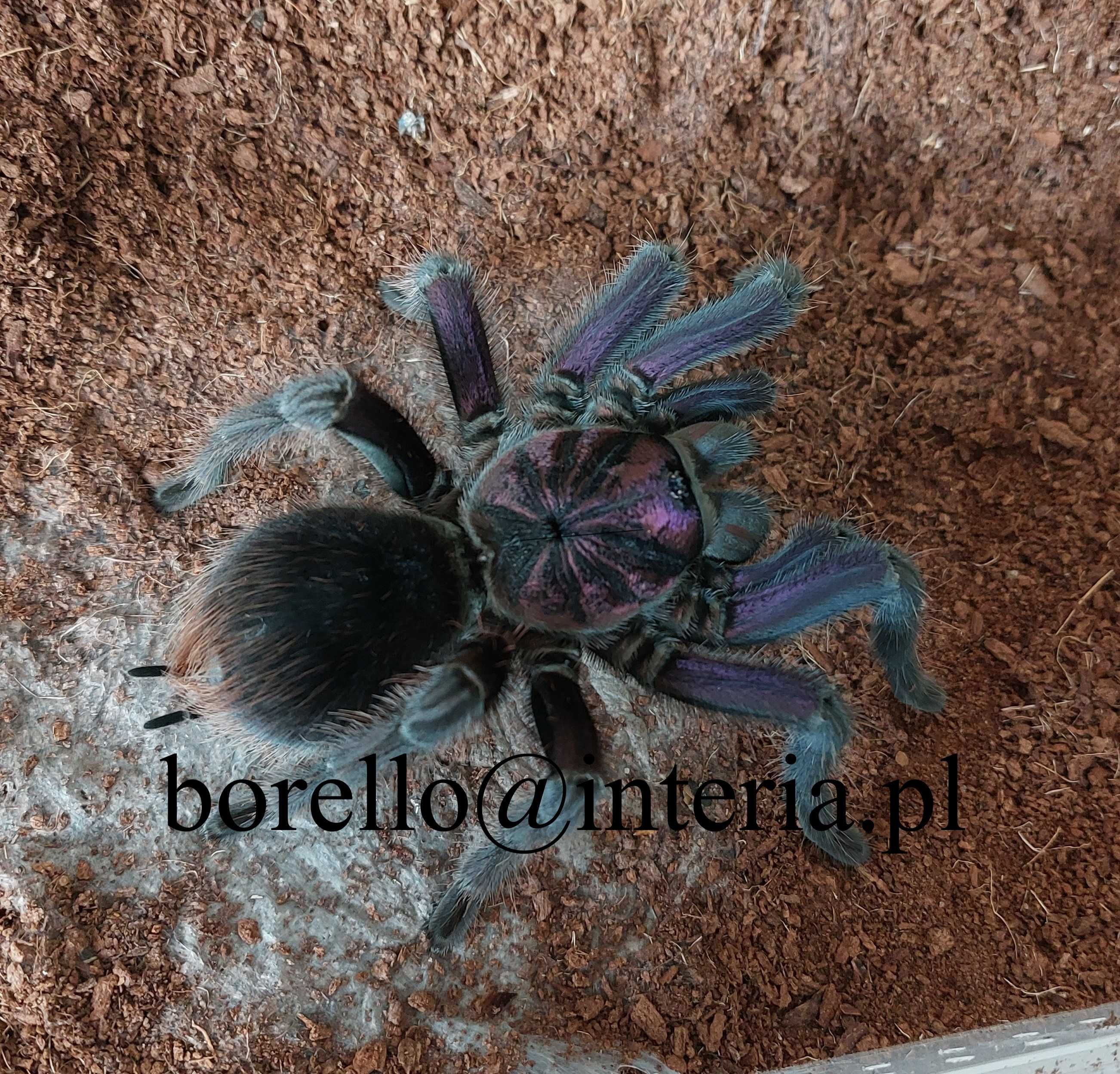 Ptasznik Phormictopus sp. bayahibe L1