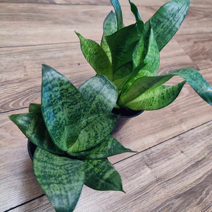 Сансев'єра Хані горщик