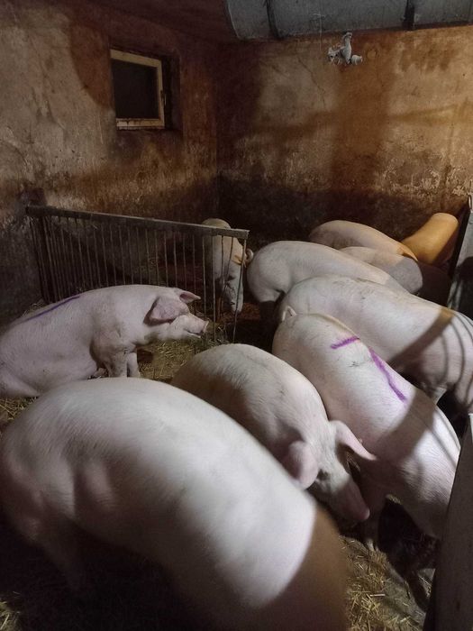 tuczniki 125kg typowo mięsne możliwość rezerwacji na swieta