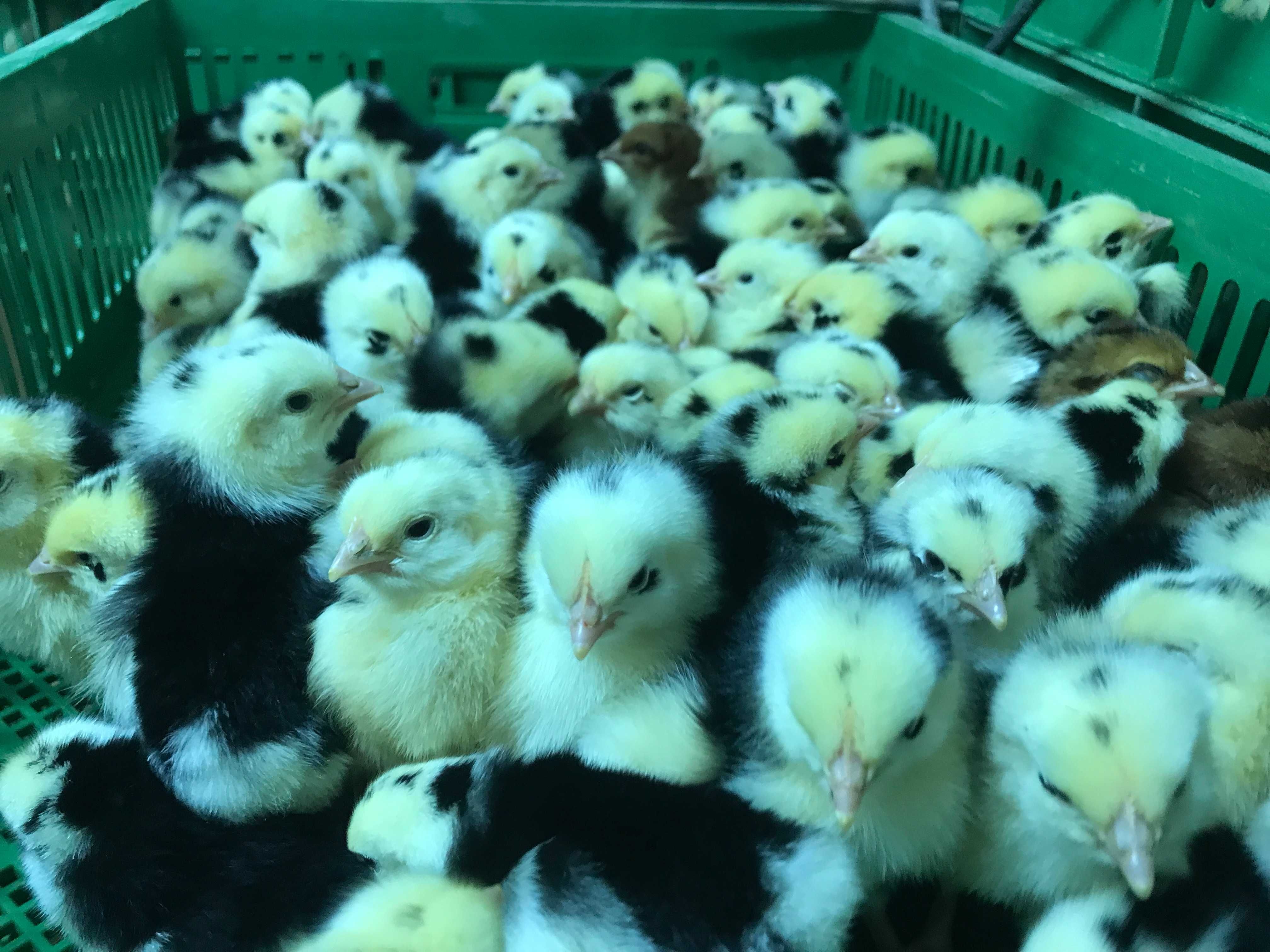 Kurczaki pisklęta nioski, Leghorn, Greenshell, Sussex, Rosa, Araucana