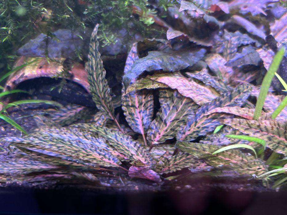 Cryptocoryne flamingo