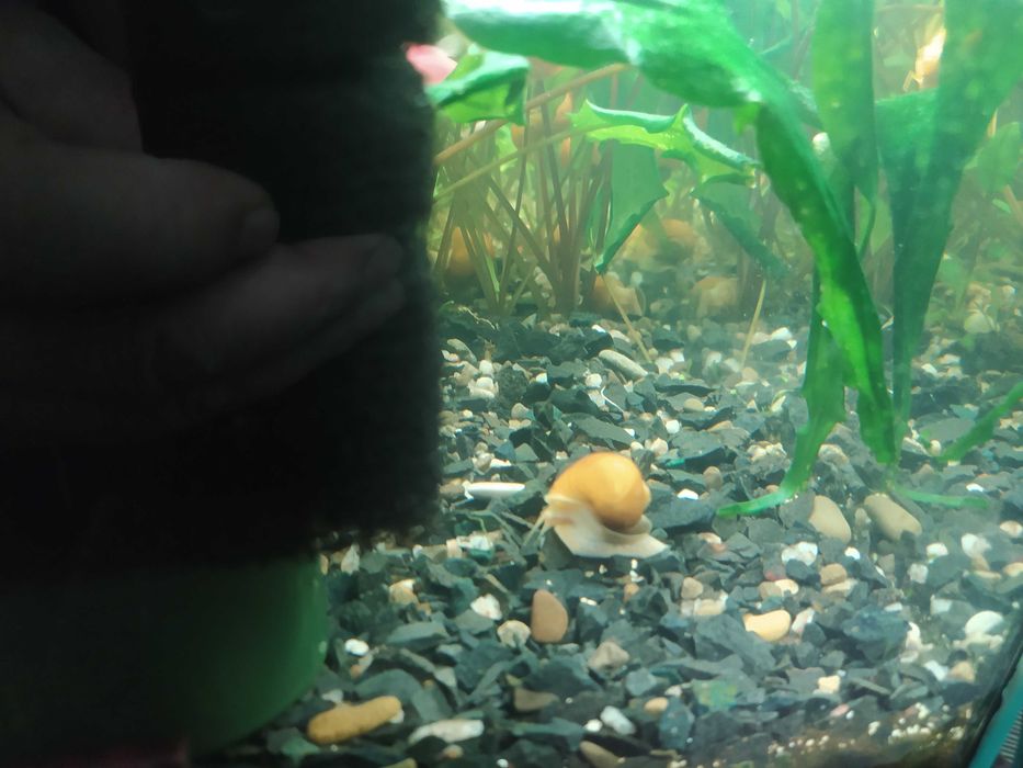 маленькие - по 10, большие - по 20