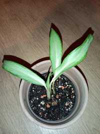 Aglaonema White lance