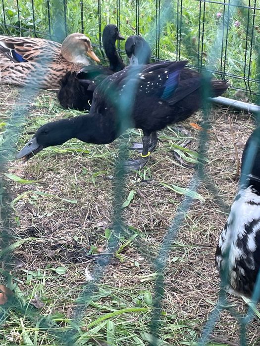 4 kaczory biegusy szmaragdowe