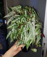 Parthenocissus amazonica ciekawa pnąca roślina do terrarium paludarium