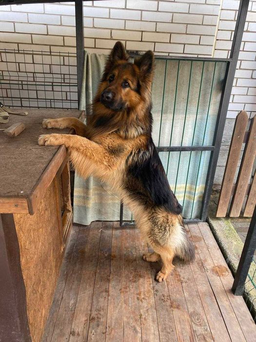 Пропоную кобеля вівчарки для в'язки