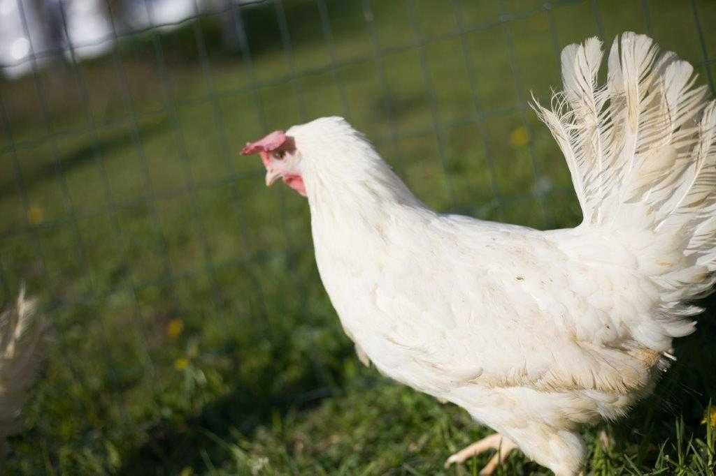 Kury nioski Tetra tintet z jajkiem odchowana