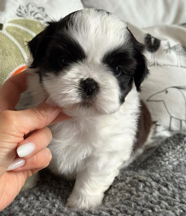 Szczeniaczek Shih Tzu ZKwP