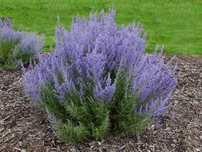 Перовскія лебедолиста "Блю Спайр" (Perovskia atriplicifolia 'Blue Spir