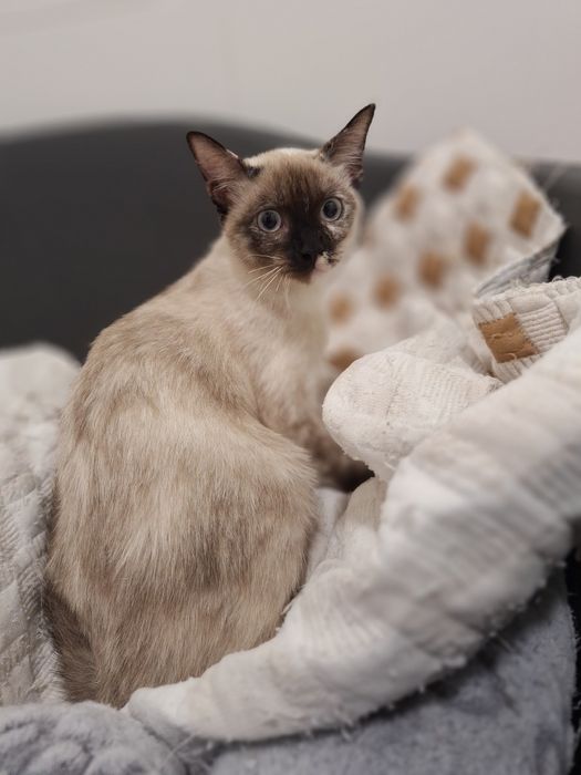 Coralina, para adoção