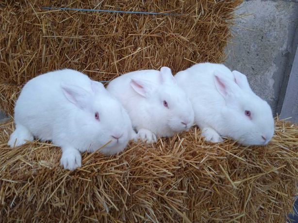 Продам кроликов Белый Паннон.