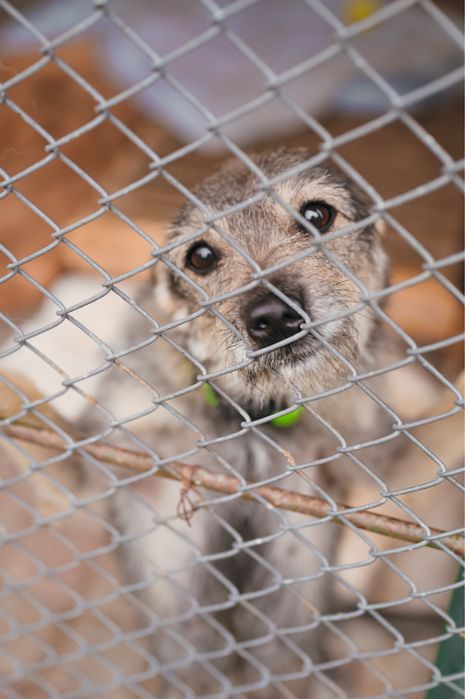 Pilnie szukamy domów tymczasowych!