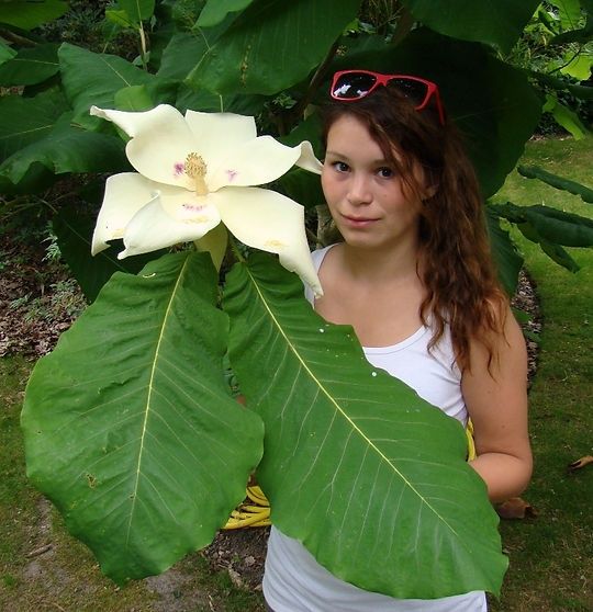 Магнолия Крупнолистная  Magnolia macrophylla