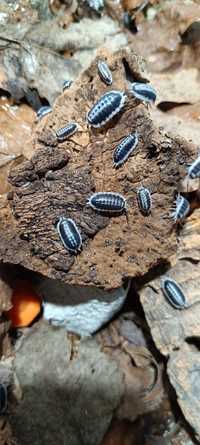 Porcellio flavomarginatus równonogi, izopody