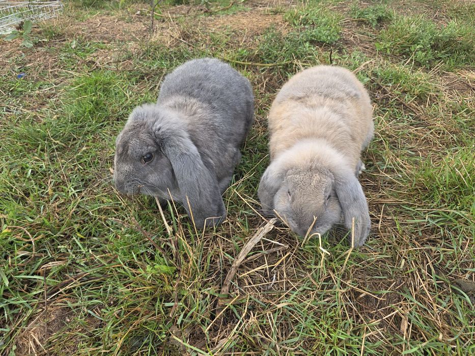 Króliki Baranki 6 miesięczne