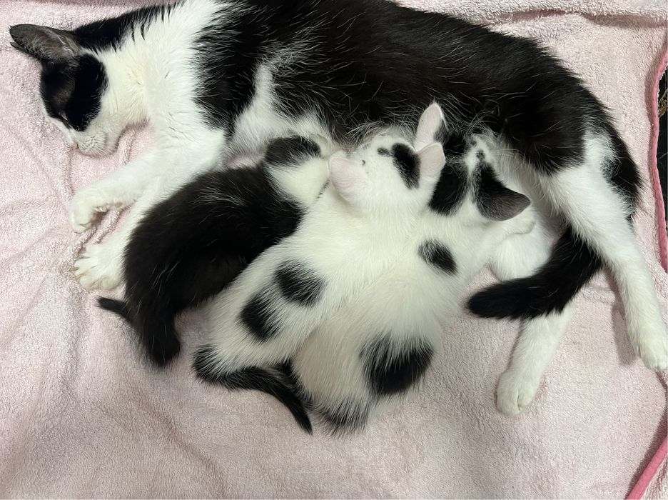 Szukamy domu tymczasowego dla kotki i jej maluszków.