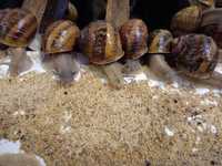 Kokony, oseski, reprodukcja H.A. Maxima. Hodowla ślimaków