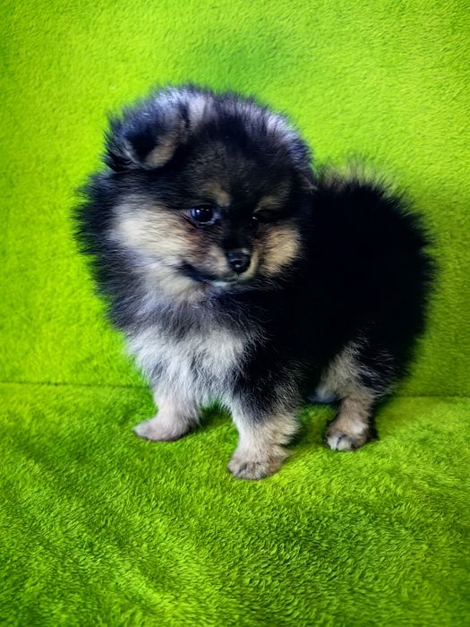 Szpic miniaturowy Pomeranian