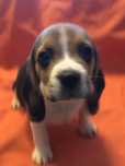 Beagle. Pronto para entrega. Vacinado e desparasitado. Pais a vista.