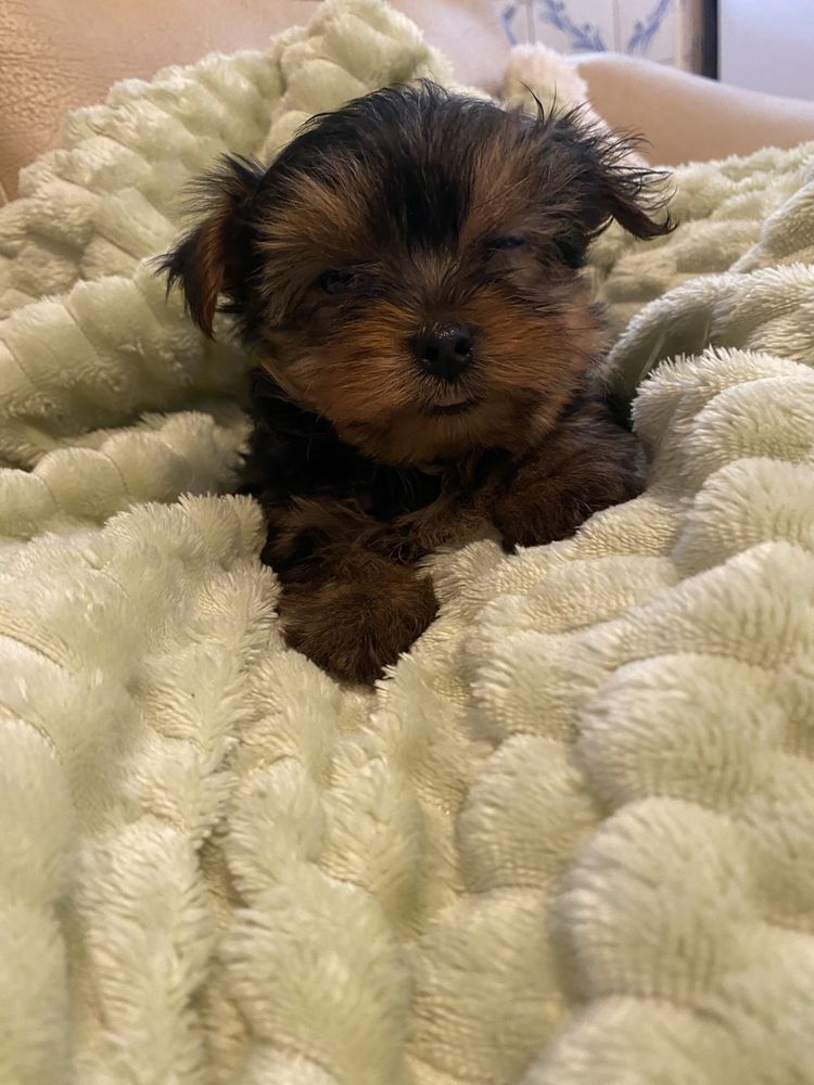 Yorkshire terrier  macho mini
