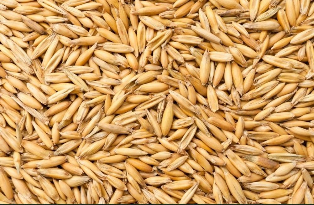 Owies Boruta  rok po centrali