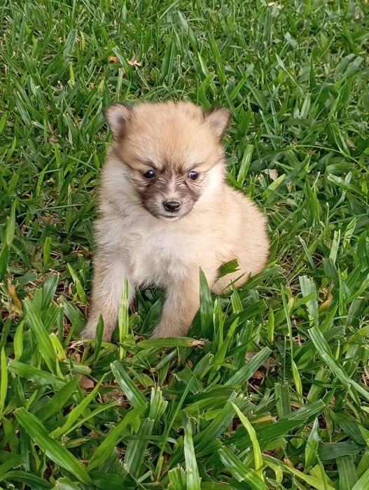 Spitz alemão fêmea