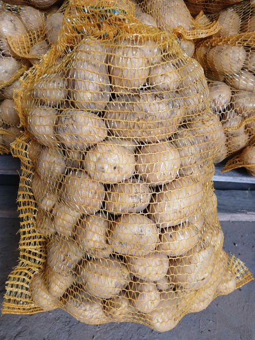 Ziemniak Denar , marchew, burak podłużny